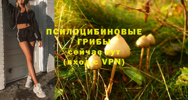 прущие грибы Аркадак