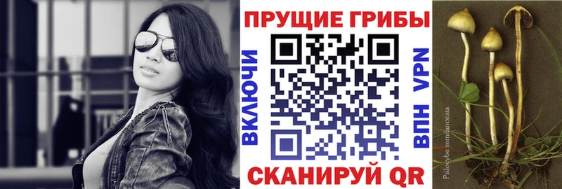 Купить  Строитель  Псилоцибиновые грибы Magic Shrooms 